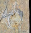 Carpoid (Dendrocystites?) Fossil - Morocco #29257-1